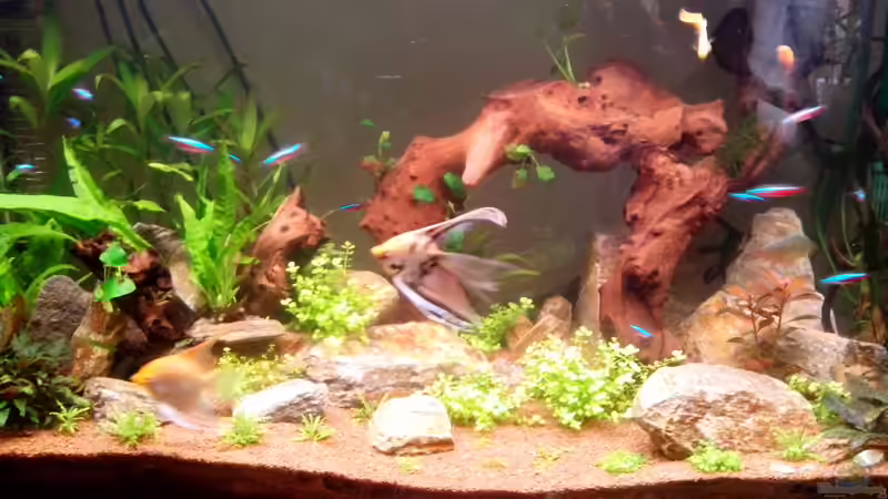 Aquarium Hauptansicht von Becken 25121