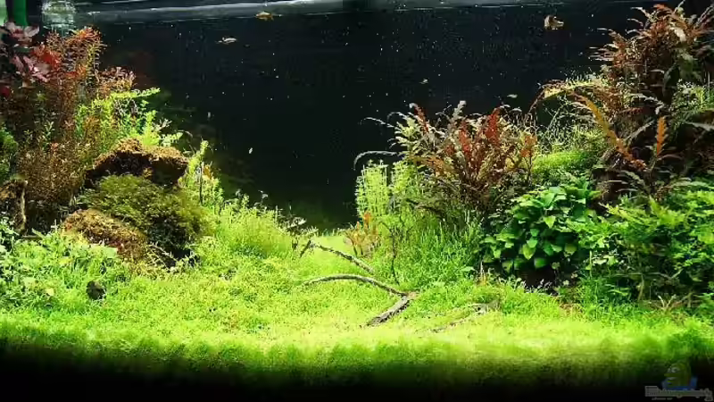 Aquarium Hauptansicht von Becken 25160