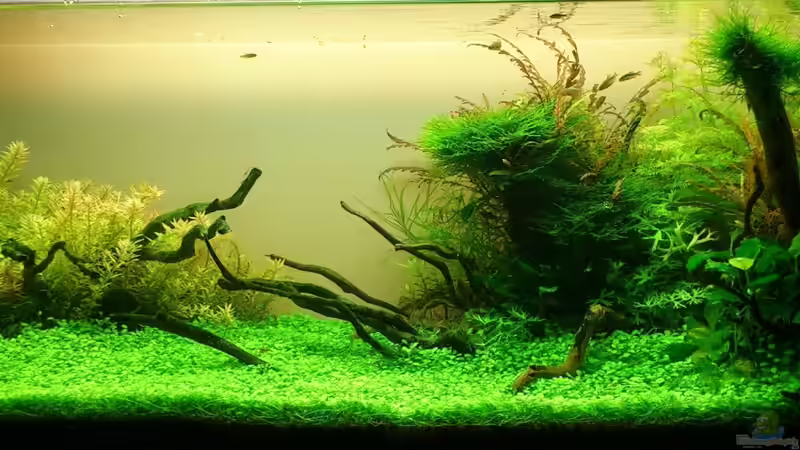 Aquarium Hauptansicht von Becken 25169 von NickHo (1)