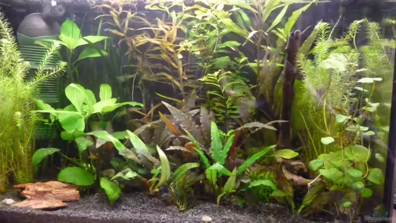 Aquarium Hauptansicht von Becken 25217 von Freudenfeuer (1)