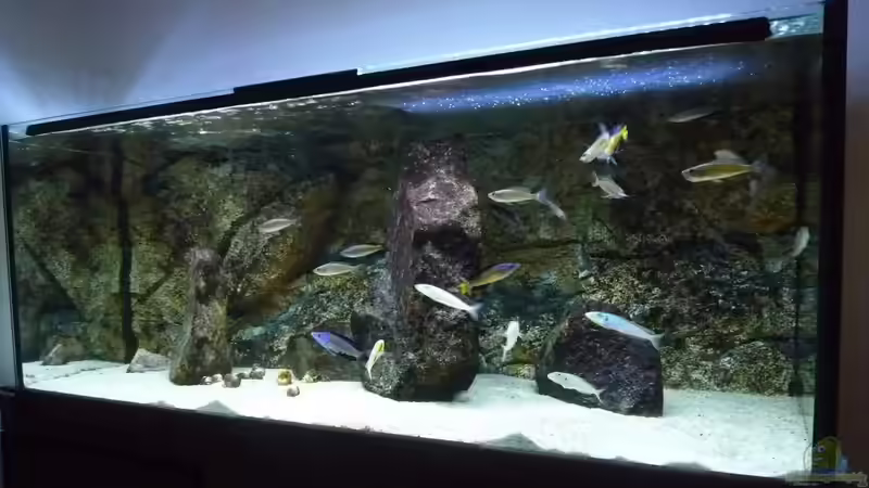 Aquarium Hauptansicht von Becken 25310 von Matze38 (1)