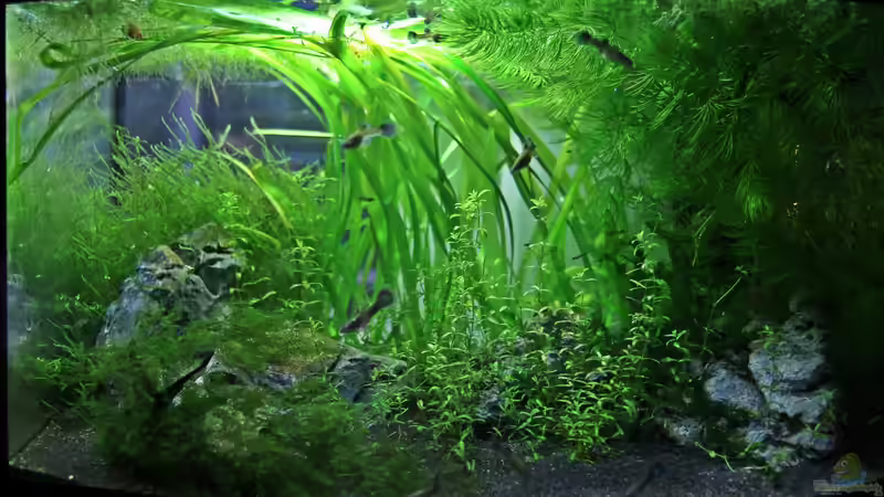 Aquarium Hauptansicht von Becken 25327 von Mona6464 (1)