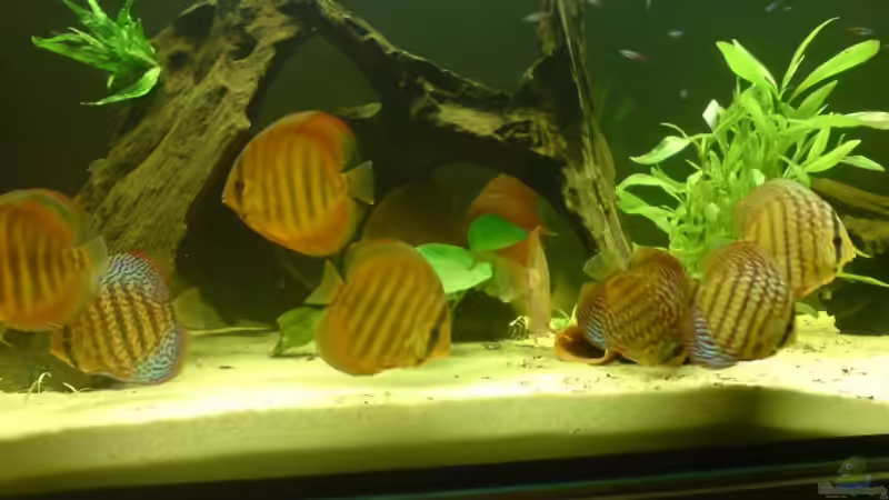 Aquarium Hauptansicht von Becken 2537 von Costa Reichl (1)