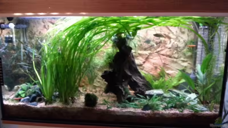 Aquarium Hauptansicht von Becken 25376 von Berry (1)