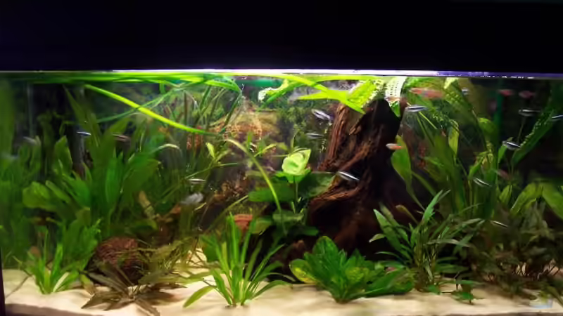 Aquarium Hauptansicht von Becken 2544 von Michael Schillerwein (1)