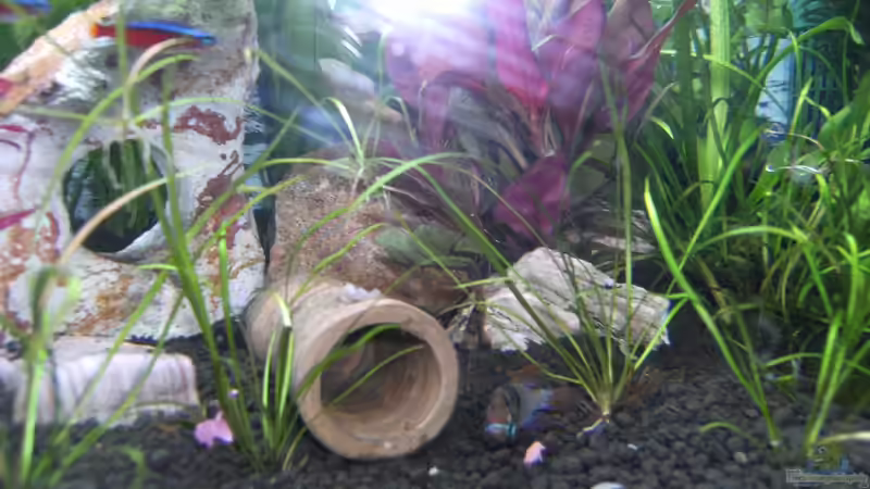 Aquarium Hauptansicht von Becken 25443 von Dr. W-T.