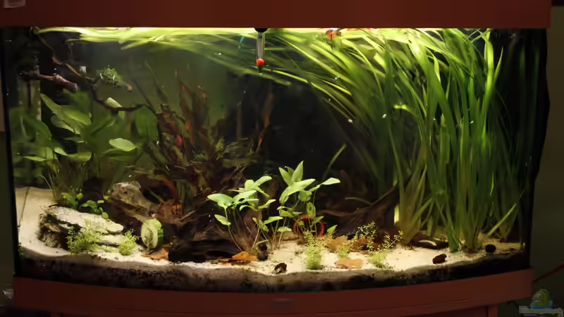 Aquarium Hauptansicht von Becken 25512 von isabelle... (1)