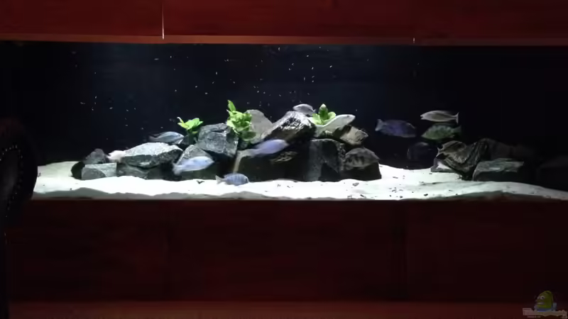 Aquarium Hauptansicht von Becken 25586 von Nico Becker (1)