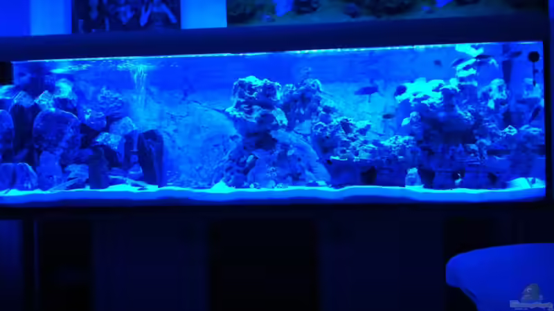 Aquarium Hauptansicht von Becken 25658 von neues becken 720 l (1)