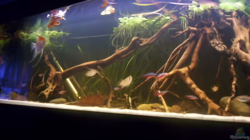 Aquarium Hauptansicht von Becken 25669