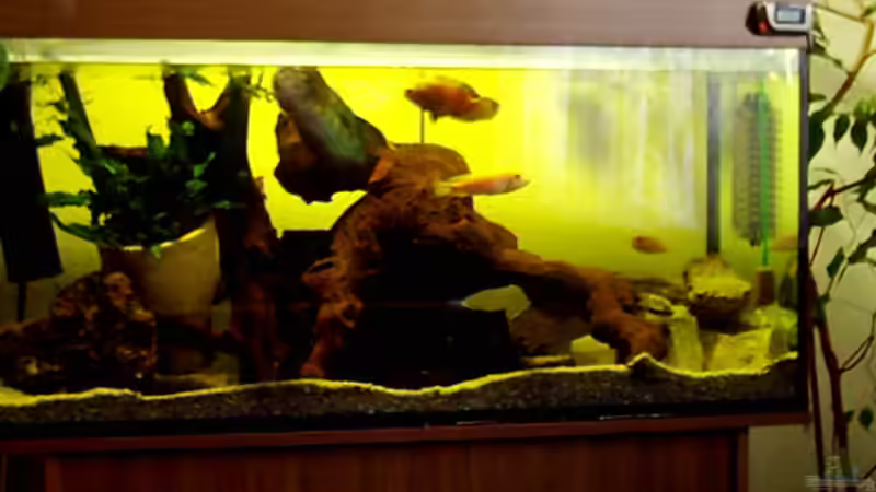 Aquarium Hauptansicht von Becken 257 von Monika Panksy (1)