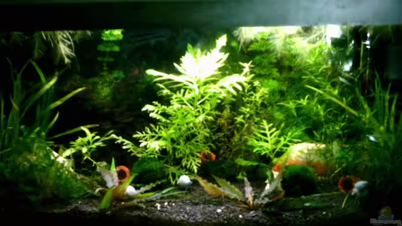 Aquarium Hauptansicht von Becken 2581 von Lydia Schneider (1) (3)