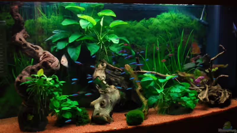 Aquarium Hauptansicht von Becken 2591