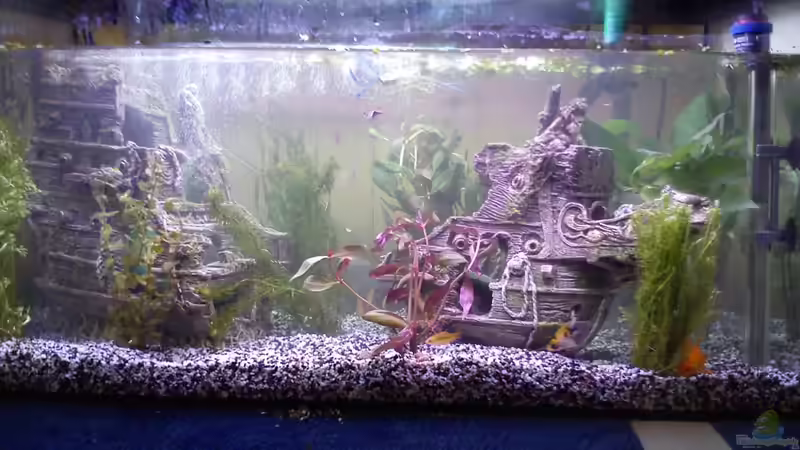 Aquarium Hauptansicht von Becken 25993 von Silvia und Roland (1)