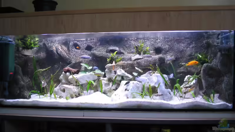 Aquarium Hauptansicht von Becken 260