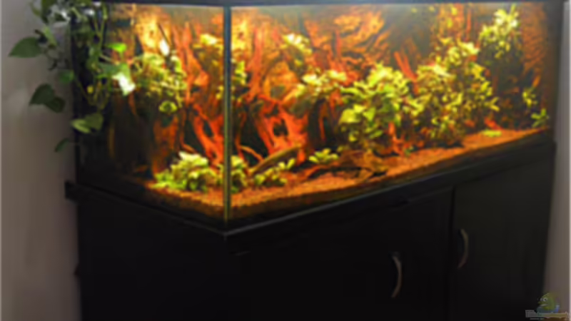 Aquarium Hauptansicht von Becken 2601