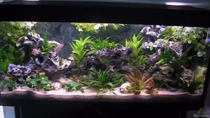 Aquarium Hauptansicht von Becken 2603