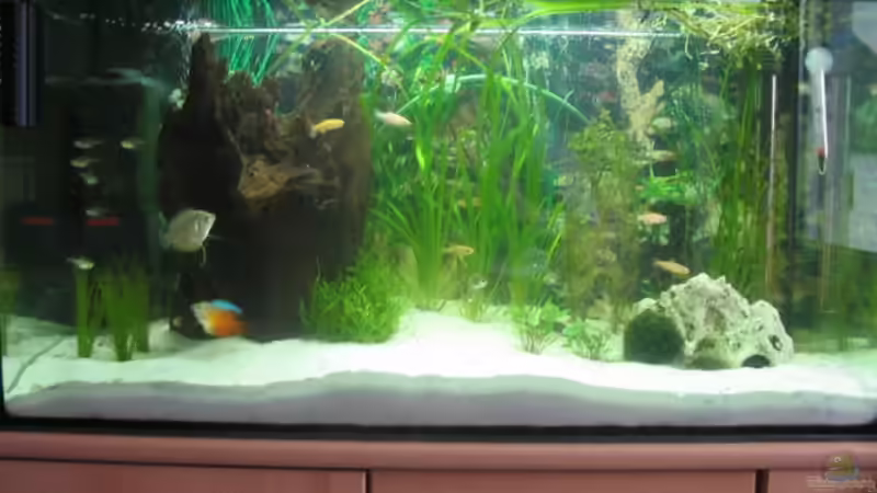 Aquarium Hauptansicht von Becken 2604