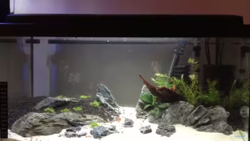 Aquarium Hauptansicht von Becken 26129 von Wicked88 (1)