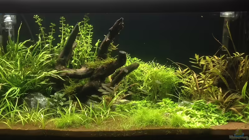 Aquarium Hauptansicht von Becken 26251 von Oliver Bartels (1)