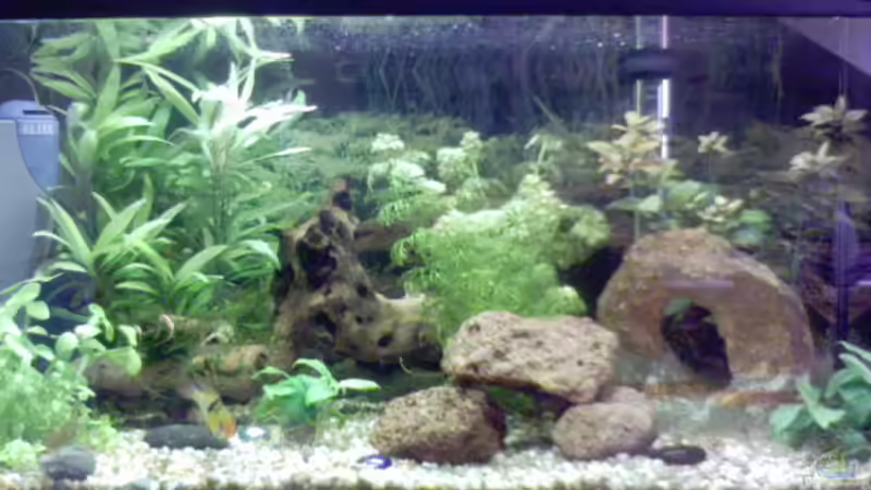 Aquarium Hauptansicht von Becken 2628 Aquarium Hauptansicht von Becken 2628