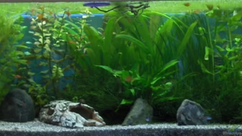 Aquarium Hauptansicht von Becken 2638 Aquarium Hauptansicht von Becken 2638