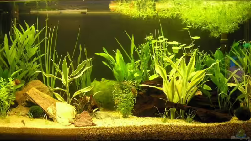 Aquarium Hauptansicht von Becken 2643