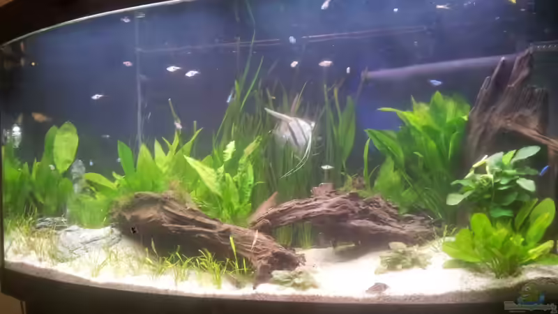 Aquarium Hauptansicht von Becken 26431 von Jan Bellwinkel