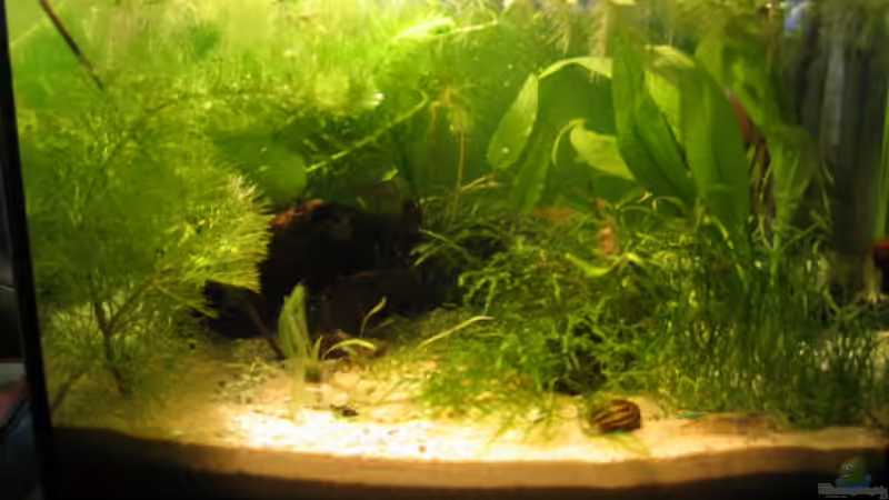 Aquarium Hauptansicht von Becken 2650 von Sabine Kainz (1)