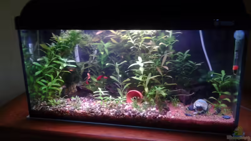 Aquarium Hauptansicht von Becken 26522 von derguppy11 (1)