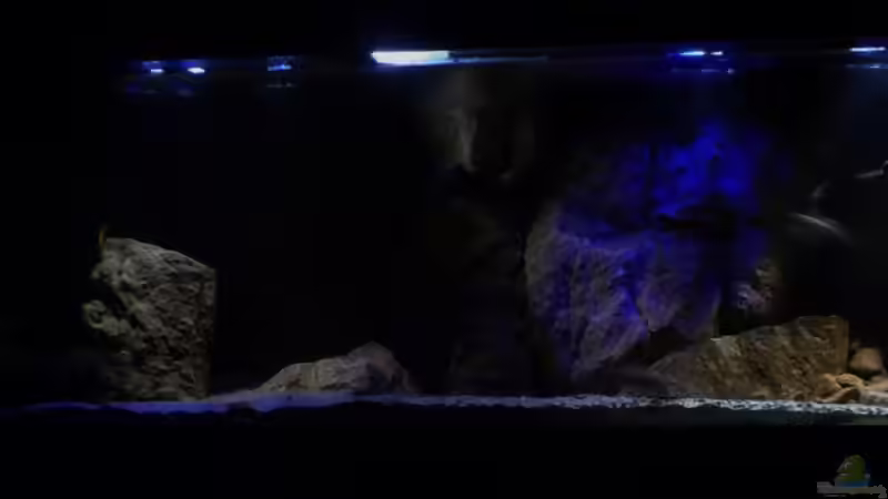 Aquarium Hauptansicht von Becken 26661 aufgelöst von namaycushfreak (1)