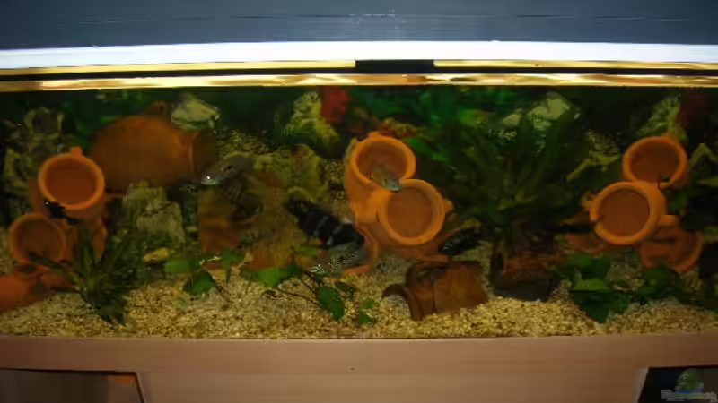Aquarium Hauptansicht von Becken 2679