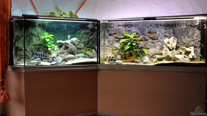 Aquarium Hauptansicht von Becken 268 von Helmut Hollfelder (1)