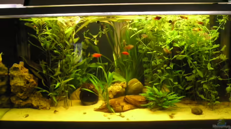 Aquarium Hauptansicht von Becken 2697