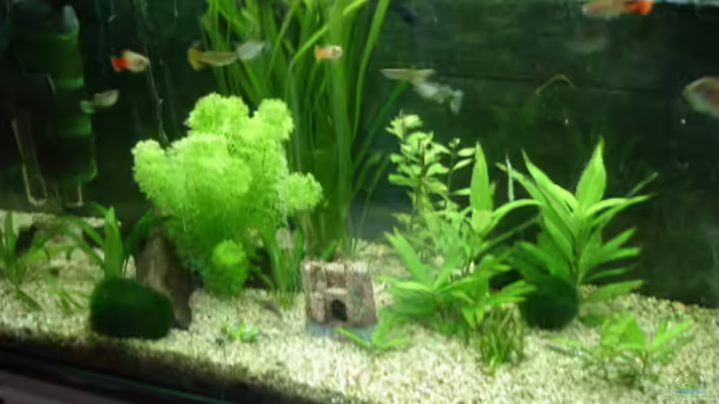 Aquarium Hauptansicht von Becken 2698 Aquarium Hauptansicht von Becken 2698