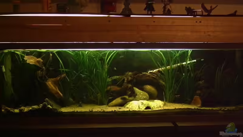 Aquarium Hauptansicht von Becken 2699 von Thomas Schröder (1)