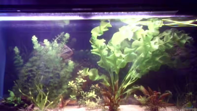 Aquarium Hauptansicht von Becken 2706