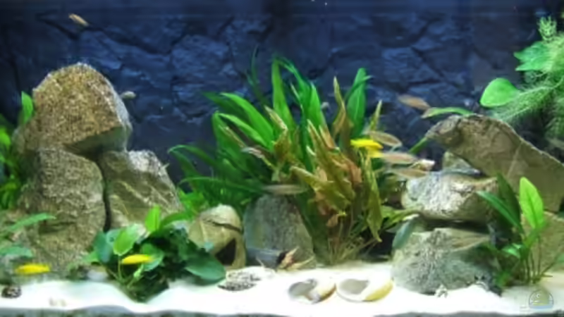 Aquarium Hauptansicht von Becken 2708 Aquarium Hauptansicht von Becken 2708