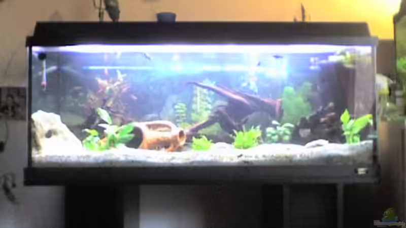 Aquarium Hauptansicht von Becken 2718