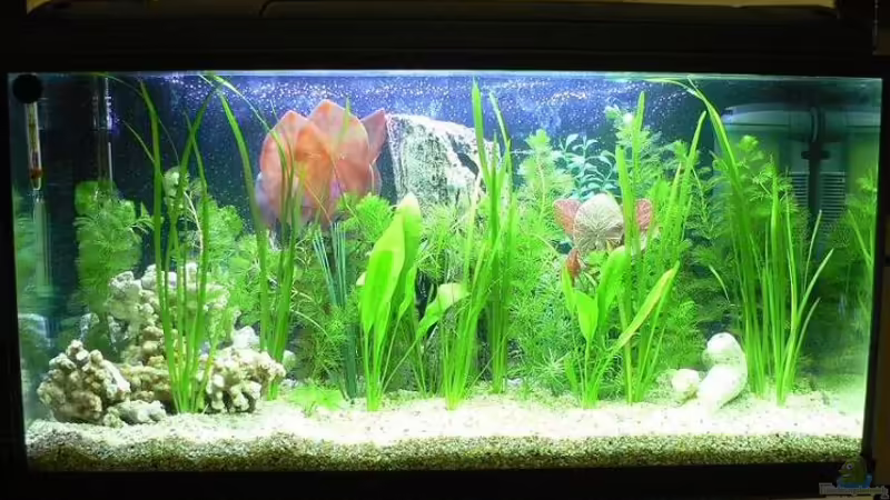 Aquarium Hauptansicht von Becken 2719 von Mario Kaiser