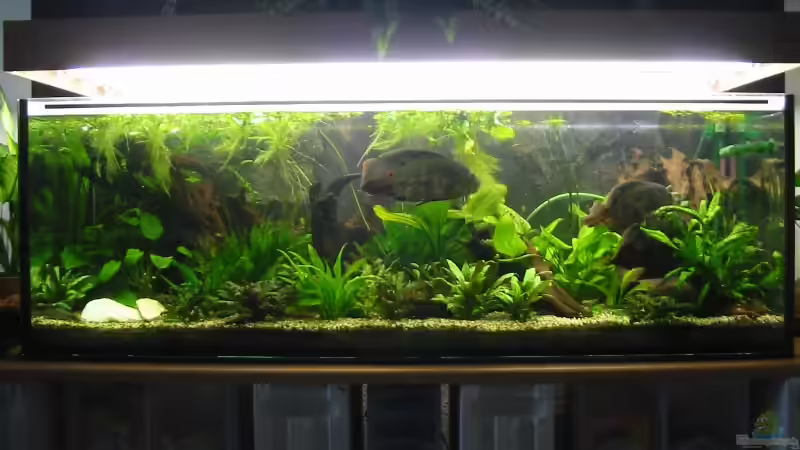 Aquarium Hauptansicht von Becken 2723 von Mike Kurz (1)