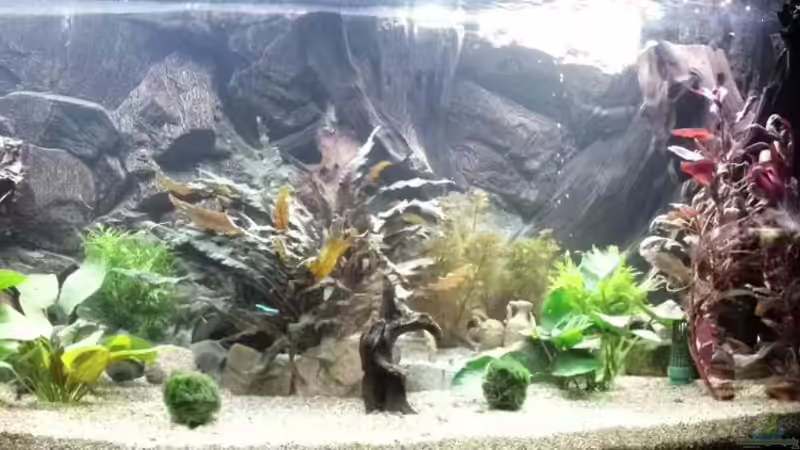 Aquarium Hauptansicht von Becken 27240