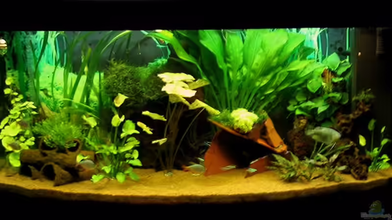 Aquarium Hauptansicht von Becken 273 von Stephan Mertin (1)