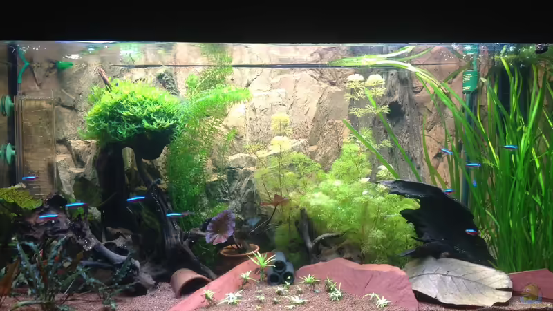 Aquarium Hauptansicht von Becken 27368 von Svenja Zeidler (1)