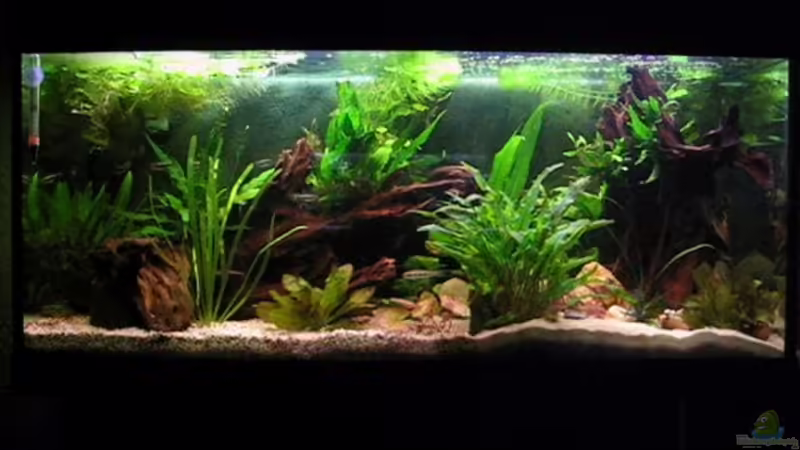 Aquarium Hauptansicht von Becken 2739