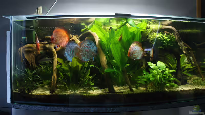 Aquarium Hauptansicht von Becken 27455 (nur noch als Beispiel) von Oliver Boden (1)