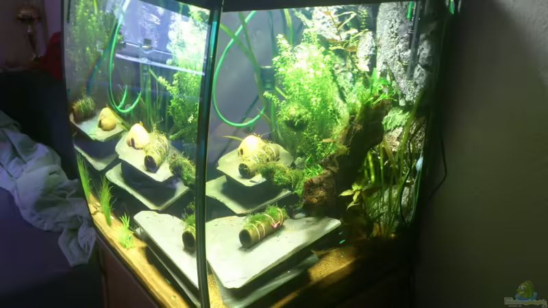 Aquarium Hauptansicht von Becken 27492 von Schakal (1)