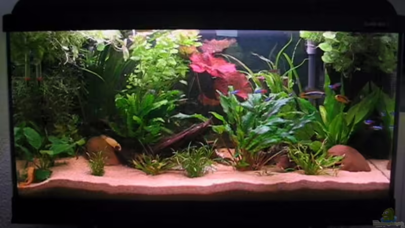 Aquarium Hauptansicht von Becken 2752 von Andrea & Andreas Wielpütz (1)