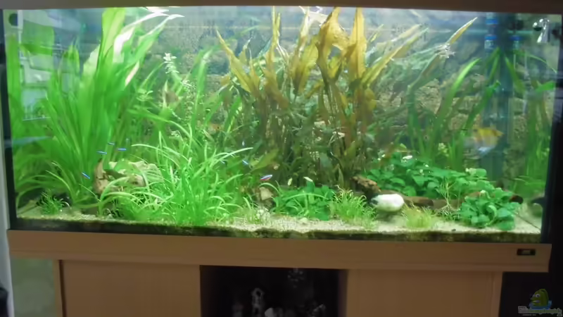 Aquarium Hauptansicht von Becken 27534 von Thomas Seidenstuecker (1)