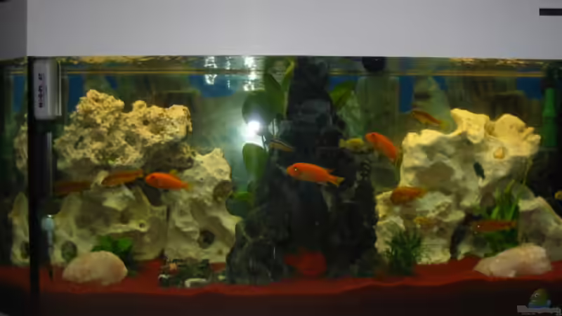 Aquarium Hauptansicht von Becken 2755 von Thorsten Kausche (1)